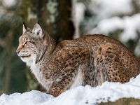 15 01  Zoo Servion  0009 : Animaux, Famille, Hiver, Lynx, Neige, Zoo Servion